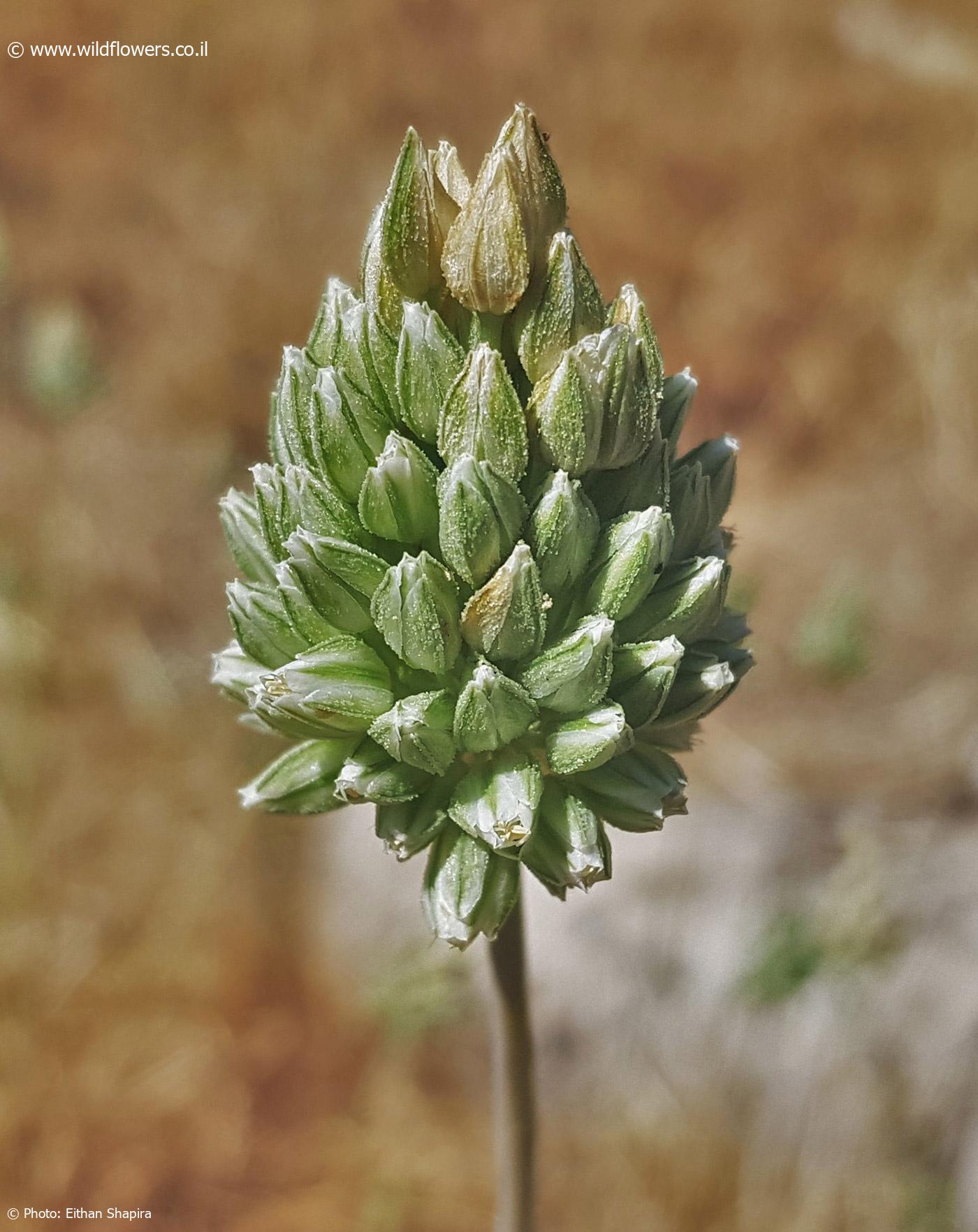 Allium judaeum
